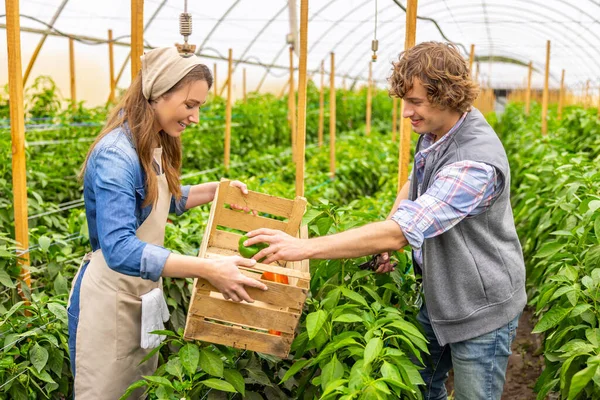Smiling Agriculturist Placing Bell Pepper Wooden Crate His Female Colleague — Foto de Stock