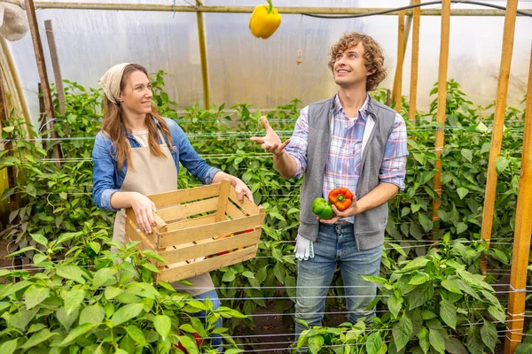 Joyous Agronomist Juggling Sweet Peppers Wooden Crate His Pleased Female — Stock Photo, Image