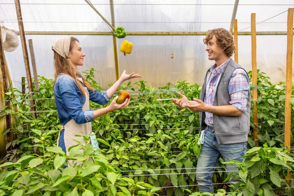 Smiling young female agriculturist juggling with several bell peppers in front of her pleased coworker