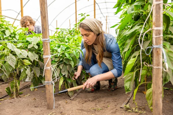 集中若い女性農学者は彼女の同僚によって支援される庭のツールで土壌を緩めます — ストック写真