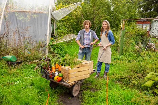 Wesoły Młody Rolnik Pchający Wózek Świeżymi Organicznymi Warzywami Skrzyniach — Zdjęcie stockowe