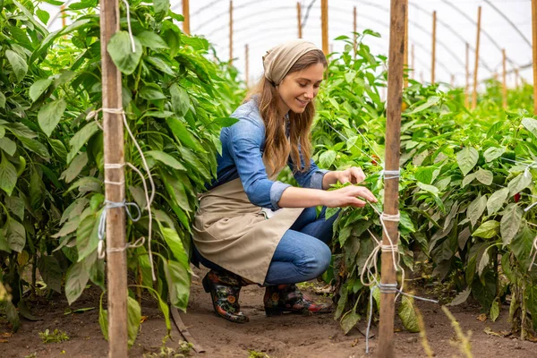 陽気な女性の野菜栽培者は彼女の手の上に座っている間 植物茎をツインズを使用して木製の杭に結びつけます — ストック写真