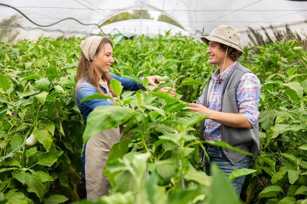 快乐的女农和她快乐的同事在温室里对蔬菜作物进行例行检查 — 图库照片