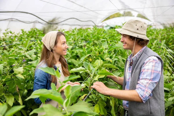Cheerful Agronomist His Smiling Pleased Female Colleague Standing Plants Greenhouse — Photo