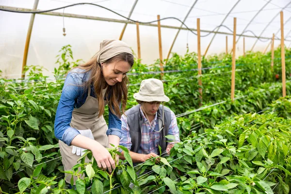 在温室里种植农艺作物的女农学家和她专注的年轻同事笑得很开心 — 图库照片