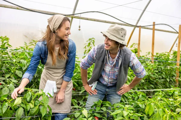 Memnun Kadın Tarımcı Neşeli Meslektaşı Serada Sebze Ekinlerinin Arasında Dikilirken — Stok fotoğraf