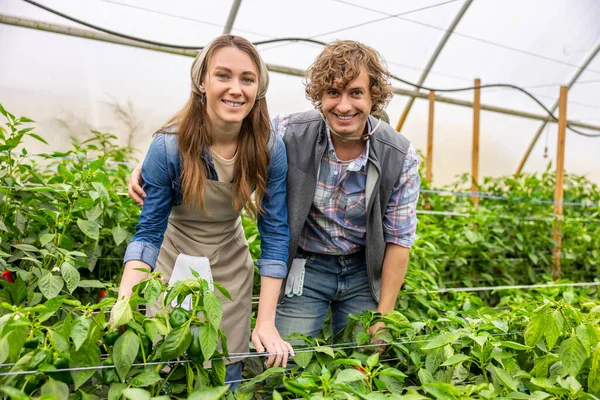 Gülümseyen Mutlu Tarım Uzmanı Memnun Bayan Meslektaşını Serada Biber Bitkilerinin — Stok fotoğraf