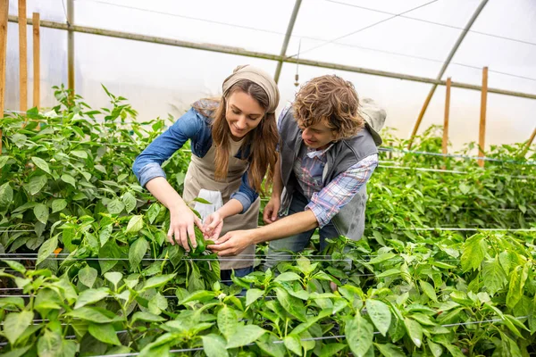 以女性蔬菜种植者为重点 在同事的协助下 在温室里采摘甜椒 — 图库照片