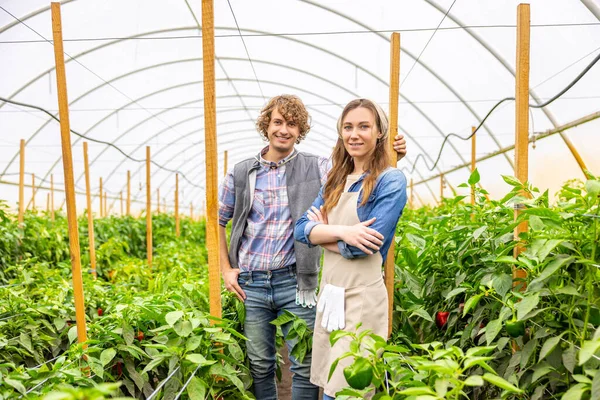 快乐的农学家和他快乐的女同事站在温室里的农作物中间 — 图库照片