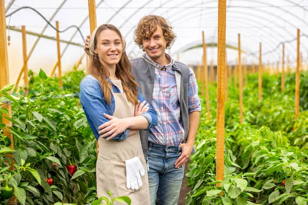 Smiling Happy Young Couple Agriculturists Standing Red Bell Peppers Hothouse — Stock Photo, Image