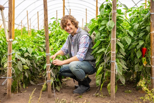 Sorrindo Agradou Jovem Agricultor Amarrar Plantas Pimenta Para Estacas Madeira — Fotografia de Stock