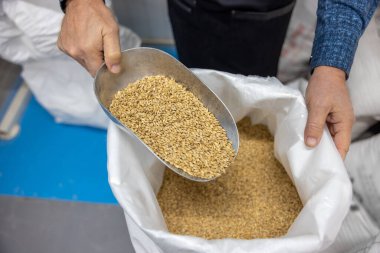 Bira fabrikasında. Adam bira üretimi için tahıl hazırlıyor.