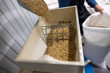 Bira fabrikasında. Fabrika işçisi bira fabrikasına hazırlanıyor.