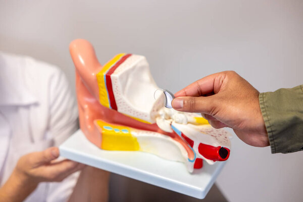 Ear model. Close up picture of ear model