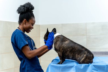 İş yerinde. Afrika kökenli Amerikalı veteriner klinikte bir köpeği muayene ediyor.