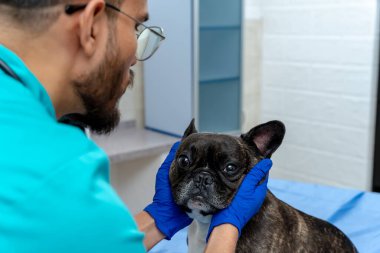 Köpek incelemesi. Erkek veteriner köpeği muayene ediyor ve konsantre görünüyor.