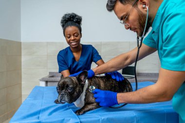 Kalp kontrolü. Veteriner steteskopla köpeklerin kalp atışlarını dinliyor.