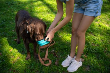 Hayvan bakımı. Köpeğe su veren bir kadının yakın plan fotoğrafı.