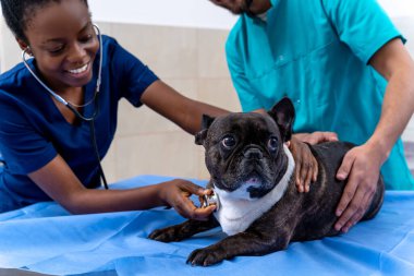 Veteriner kliniğinde. Veteriner kliniğinde veterinerler köpeği muayene ediyor.