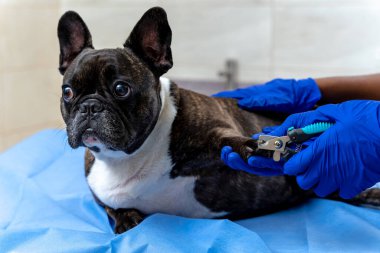 Sağlık hizmetleri. Veterinerler veteriner kliniğinde köpek pençesi kesiyorlar.