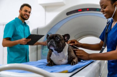 Hayvan hastasıyla çalışmak. Soruşturma prosedürlerinden önce bir köpeği muayene eden iki veteriner.