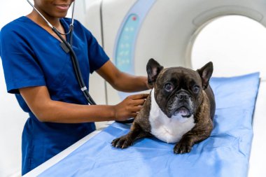 Muayene. Klinikte muayene masasında yatan bir köpeğin fotoğrafını çek.