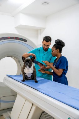 Tedaviyi tartışıyoruz. İki veteriner hasta köpeğin tedavisini tartışıyor ve olaya dahil olmak istiyor.