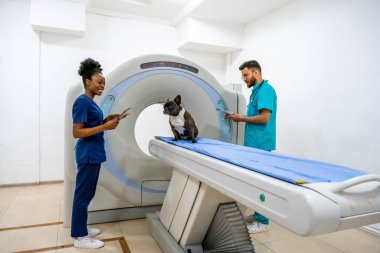 - MRI. Veterinerler köpek için MRI prosedürüne hazırlanıyor.