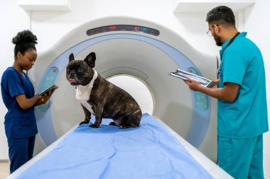 Prosedür öncesi. MRI cihazları üzerinde klinikte çalışan veterinerler, prosedürü bekleyen köpek...