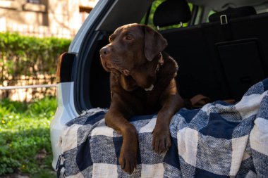 Arabadaki köpek. Büyük köpek bir arabanın bagajında ekosenin üzerinde yatıyor.