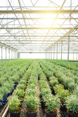 Sera. Bir sürü bitkisi olan büyük bir seranın resmi.