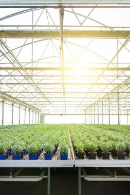 Sera. Bir sürü bitkisi olan büyük bir seranın resmi.