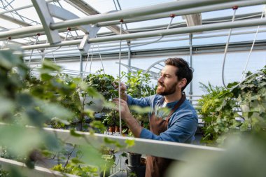 Bir serada çalışıyorum. Genç sakallı adam bir serada bitkilerle çalışıyor.