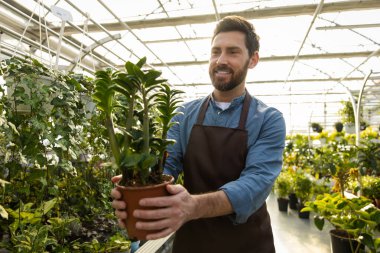 Sera işçisi. Sakallı genç bir adam saksıda çiçek tutuyor ve mutlu görünüyor.