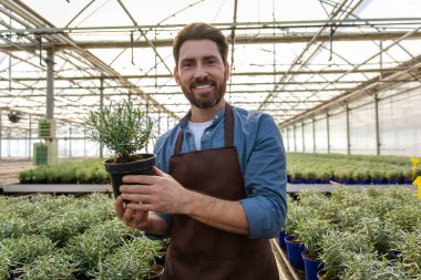 Bitkilerle çalışmak. Elinde sakallı, sakallı, sakallı, sakallı bir sakallı adam.