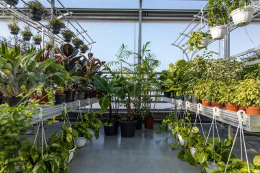 Taze yeşillik. Küçük işletmeler ekilmiş bitkiler, ev bitkileri ve çiçeklerin satışında uzmanlaşmıştır.