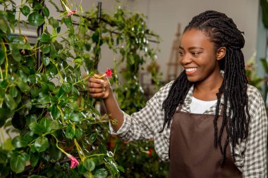 Bitkilerin umurunda. Kadın çiçekçi asistanı kesiyor bitkilerle ilgileniyor ve kuru yaprakları kesiyor.