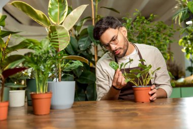Çiçekçide çalışıyorum. Gözlüklü genç adam çiçekçide çalışıyor ve meşgul görünüyor.