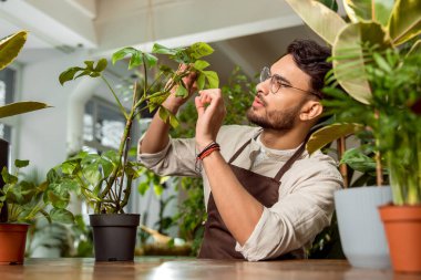 Bitkilerin umurunda. Çiçekçi asistanı bitkilerle ilgileniyor ve odaklanmış görünüyor.