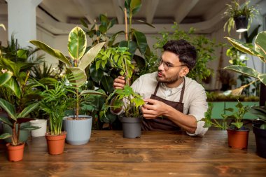 Bitkilerin umurunda. Çiçekçi asistanı bitkilerle ilgileniyor ve odaklanmış görünüyor.