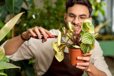 Bitkileri kesmek. Çiçekçi yardımcısı bitkileri kesiyor ve meşgul görünüyor.