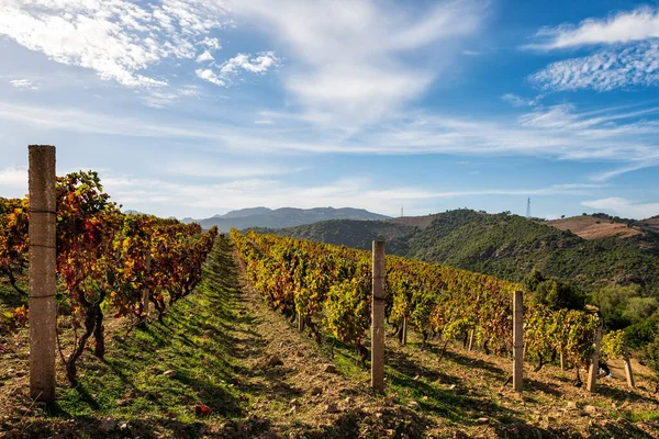 Обзор Осенью Рядов Виноградников Сардинии Италия Традиционное Сельское Хозяйство — стоковое фото