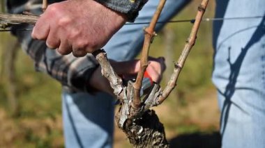 Winegrower pruning the vineyard with professional steel scissors. Traditional agriculture. Winter pruning, Guyot method. Footage.