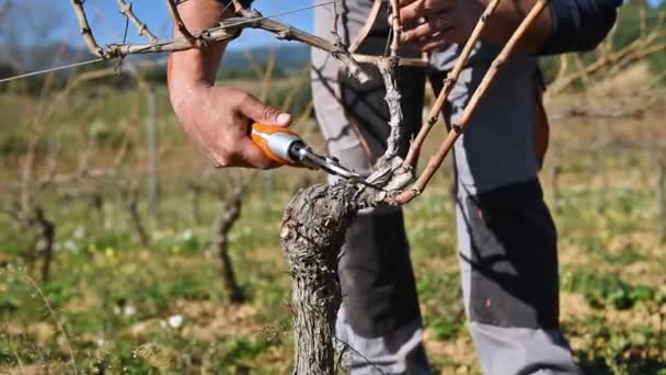 Winegrower Pruning Vineyard Professional Battery Scissors Traditional Agriculture Winter Pruning — Stock Video