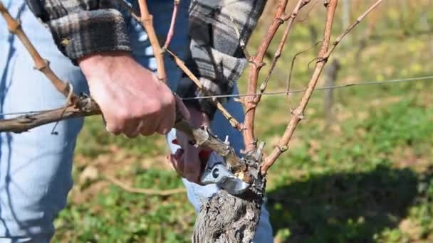 Winegrower Pruning Vineyard Professional Steel Scissors Traditional Agriculture Winter Pruning — 图库视频影像