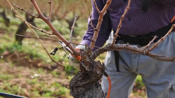 Winegrower Pruning Vineyard Professional Battery Scissors Traditional Agriculture Winter Pruning — Vídeo de Stock