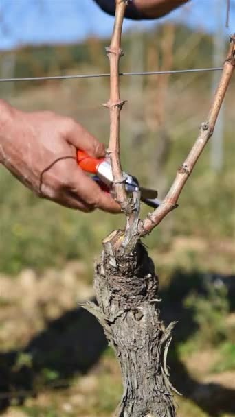 Şarap Üreticisi Üzüm Bağını Profesyonel Çelik Makasla Buduyor Geleneksel Tarım — Stok video