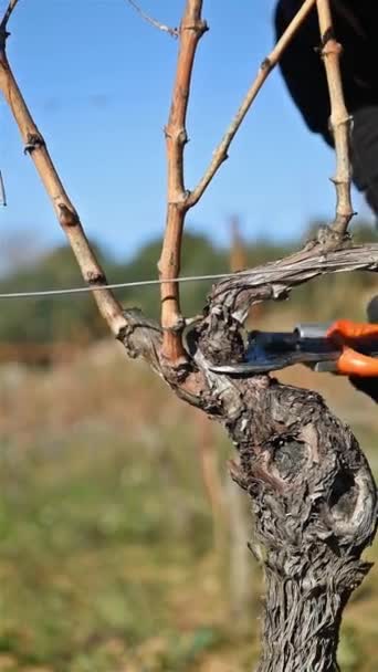 ワイン醸造者はプロのバッテリーはさみでブドウ畑を剪定します 伝統的な農業 冬の剪定 Guyot方法 — ストック動画