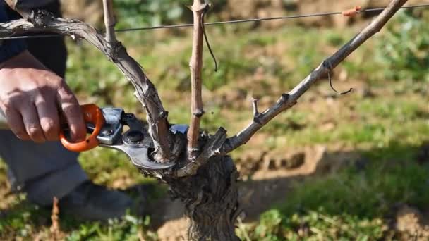 Şarap Üreticisi Üzüm Bağını Profesyonel Pil Makası Ile Buduyor Geleneksel — Stok video