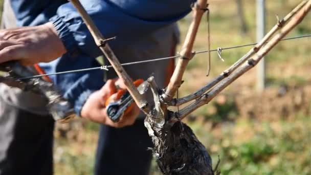 ワイン醸造者はプロのバッテリーはさみでブドウ畑を剪定します 伝統的な農業 冬の剪定 Guyot方法 — ストック動画